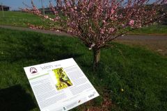Hildegard-von-Bingen-Pilgerwanderweg_1